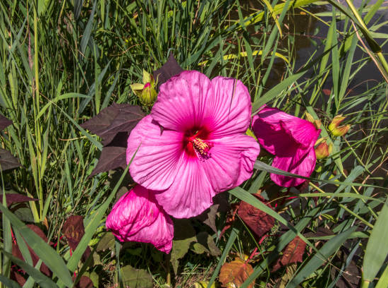 Hibiscus des marais 'Pink passion'