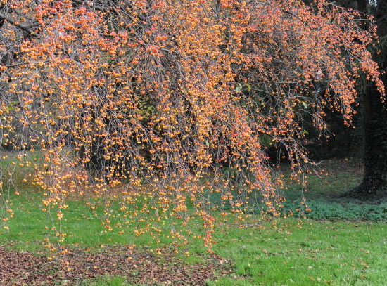 Pommier d'ornement 'Professor sprenger'