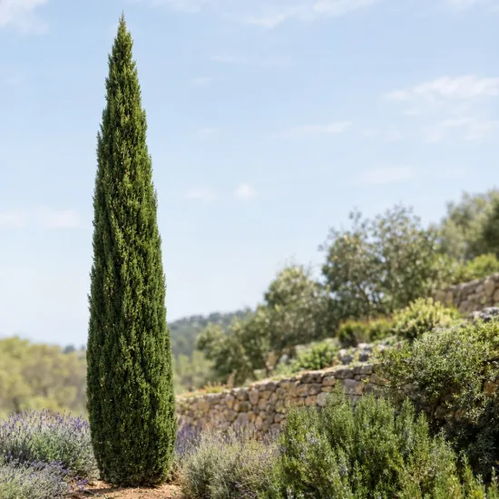 Cyprès d'italie fastigié 'Stricta agrimed' (Cupressus sempervirens) — arbre élancé isolé dans un jardin méditerranéen · Photo d'illustration