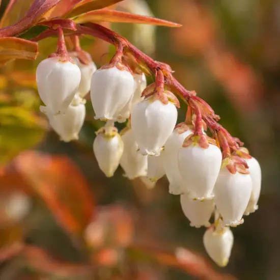 Leucothoé 'Scarletta orange' (Leucothoe axillaris) — grappe de petites fleurs blanches en clochettes
