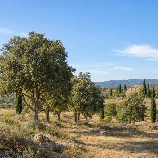 Chêne vélani 'Macrolepis' (Quercus ithaburensis) — arbres espacés dans paysage sec avec maison · Photo d'illustration