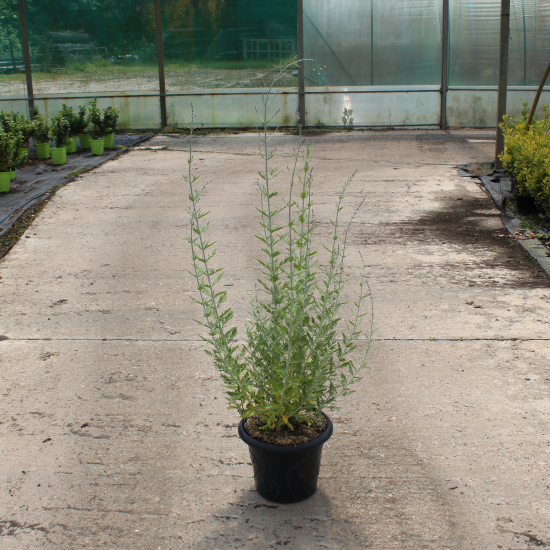 Sauge de sibérie 'Blue spire'