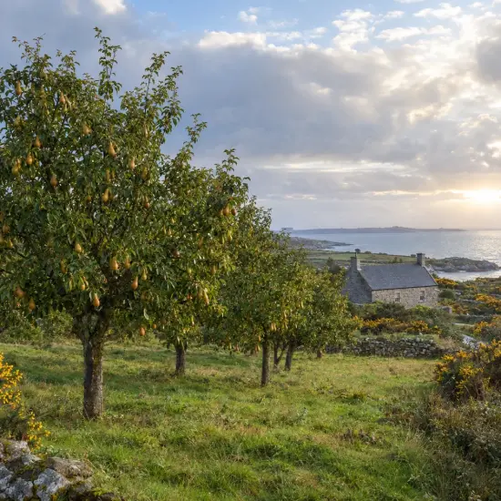 Poirier 'Abate fetel' (Pyrus communis) — verger d'arbres fruitiers près d'une maison côtière