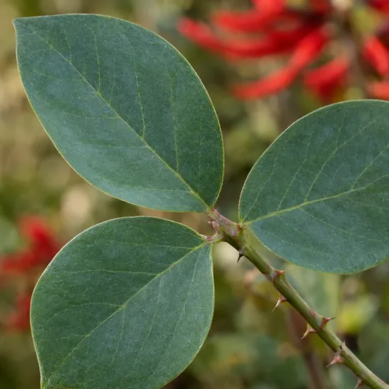 Corail 'Kylian julien' (Erythrina) — rameau portant grandes feuilles ovales et épines · Photo d'illustration