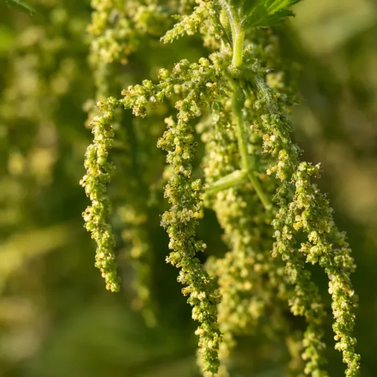 Grande ortie (Urtica dioica) — gros plan sur inflorescences pendantes granuleuses · Photo d'illustration