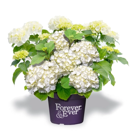 Hortensia 'Forever and ever blanc'
