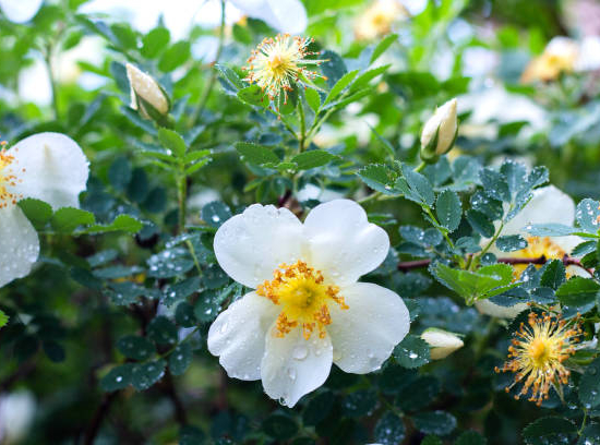Camélia 'Theojardin'