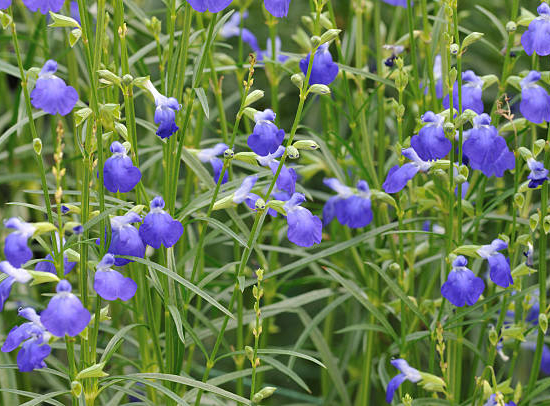 Sauge de graham 'So cool pale blue'