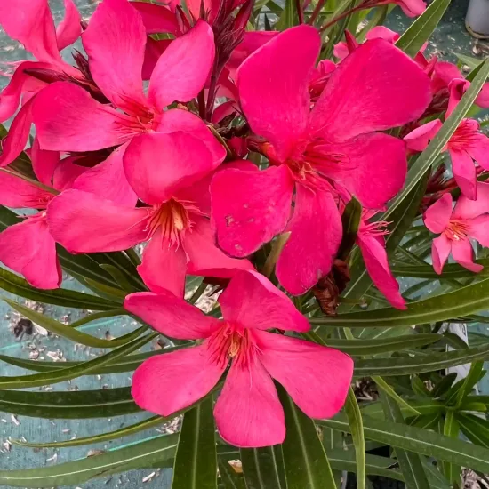 Laurier rose 'Manon' (Nerium oleander)