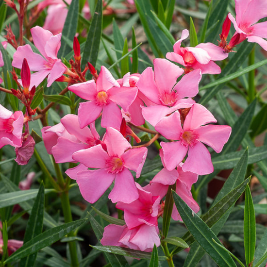 Laurier rose 'Maurin des maures''
