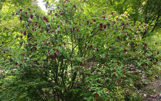 Arbre aux faisans 'Purple rain'