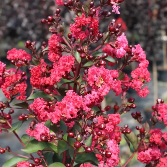 Lilas des indes 'Double dynamite'