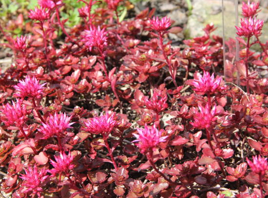 Orpin/sedum bâtard