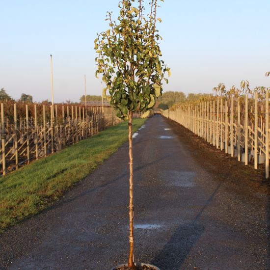 Poirier 'Conférence'