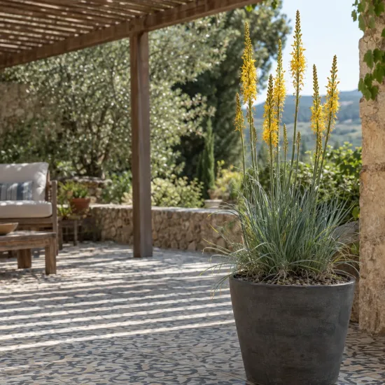 Bâton de jacob (Asphodeline lutea) — grand pot sur terrasse, longues hampes florales jaunes