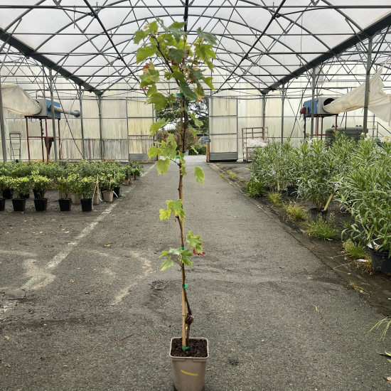 Vigne 'De table autumn royal seedless'