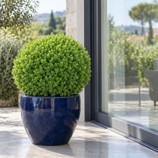 Véronique arbustive 'Green globe' (Hebe) — arbuste taillé en boule dans grand pot bleu · Photo d'illustration