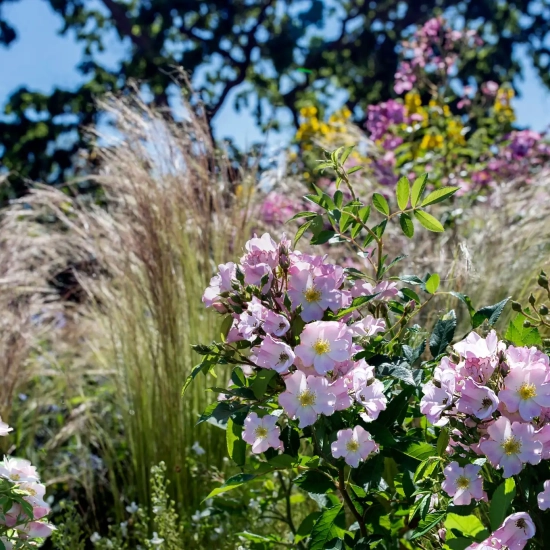 Rosier 'Rosea vispaniuc'