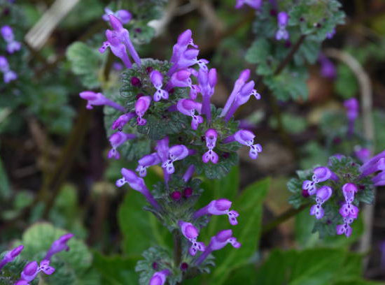 Sauge de Gregg 'mirage' violette