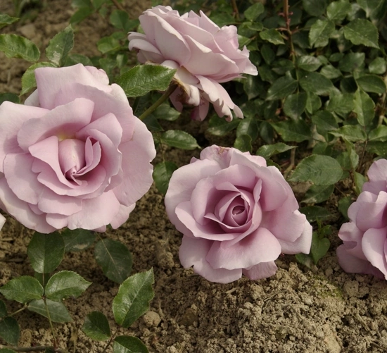 Rosier 'Rose synactif by shiseido'