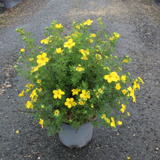 Potentille 'Goldfinger'