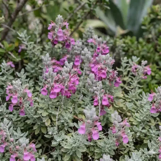 Germandrée (Teucrium marum) — touffe de petites fleurs roses parmi un feuillage gris