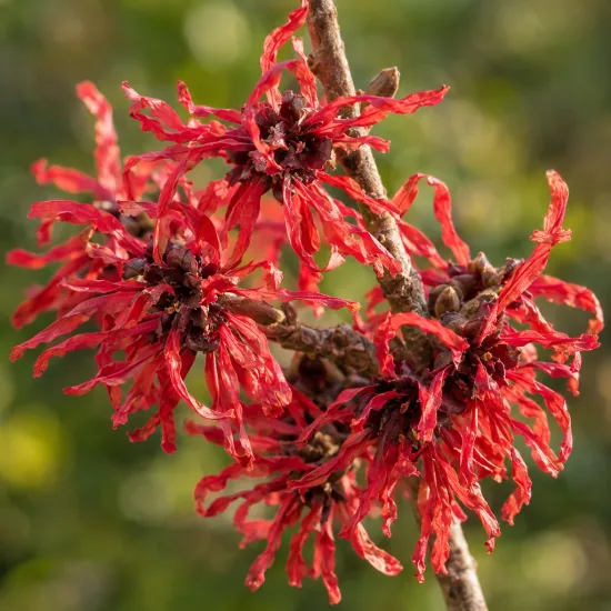 Hamamélis 'Ruby glow rouge' (Hamamelis intermedia) — fleurs rouge vif aux pétales rubanés