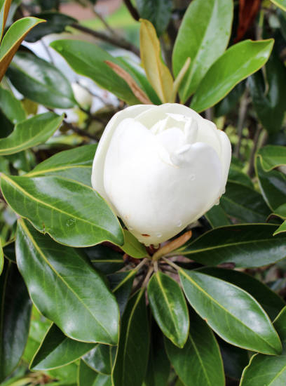 Magnolia à grandes fleurs 'Francois treyve'