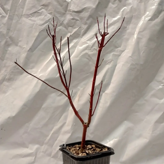 Cornouiller blanc 'Elegantissima'