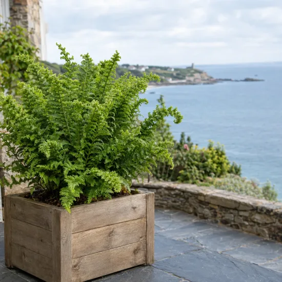 Fougère mâle 'Crispa cristata' (Dryopteris) — fougère dense dans grand bac en bois sur terrasse