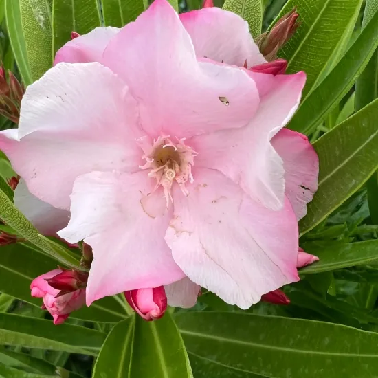 Laurier rose 'Louis Pouget' (Nerium oleander) — gros plan sur fleur rose et boutons