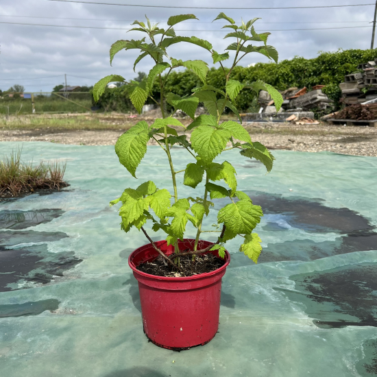 Framboisier 'Malling promise'