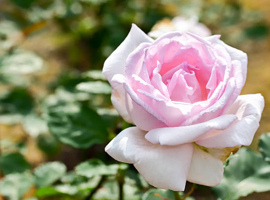 Rosier 'La belle ferroniere'