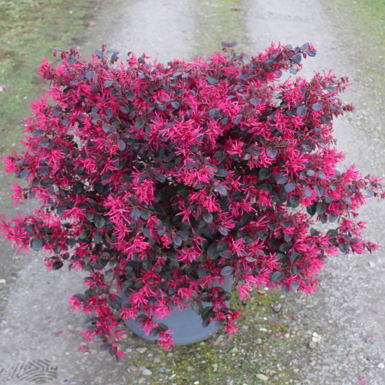 Loropétale de chine 'Black pearl'