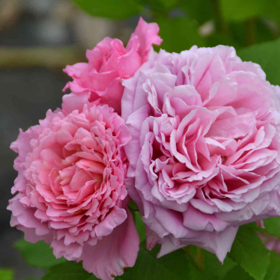 Rosier 'Bienvenue '