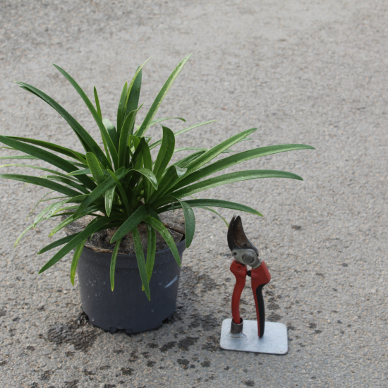 Agapanthe Africaine 'Blanche'