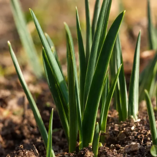 Iris nain naturalisable 'Clairette' (Iris reticulata) — jeunes pousses vertes sortant de la terre · Photo d'illustration