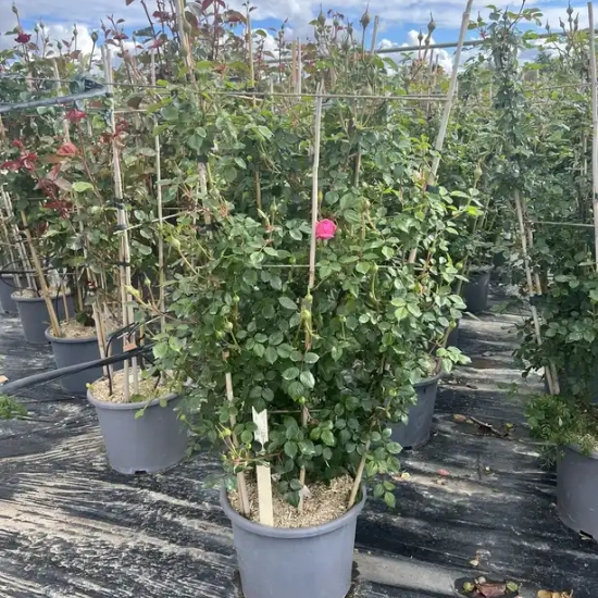 Rosier 'Millamy '
