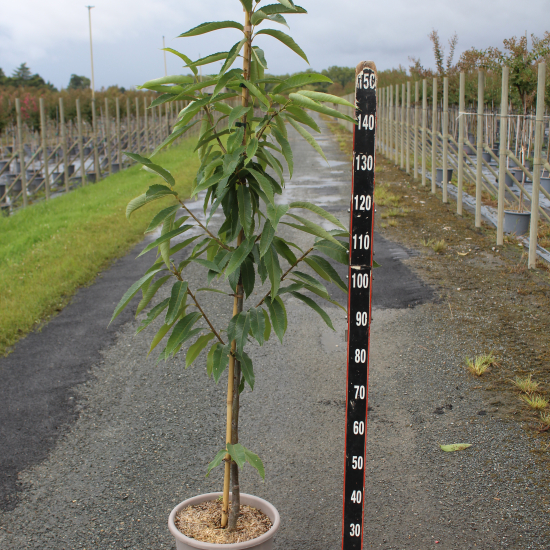 Châtaigner 'Maridonne'