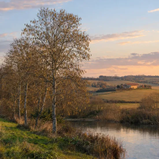 Aulne blanc (Alnus incana) — alignement d’arbres à chatons près d’une rivière · Photo d'illustration