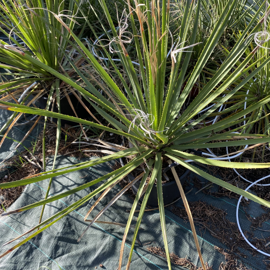 Dasylire à feuilles dentées