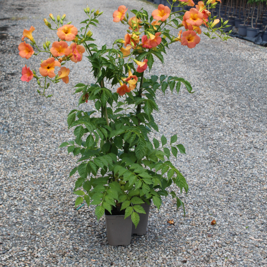 Bignone à grandes fleurs