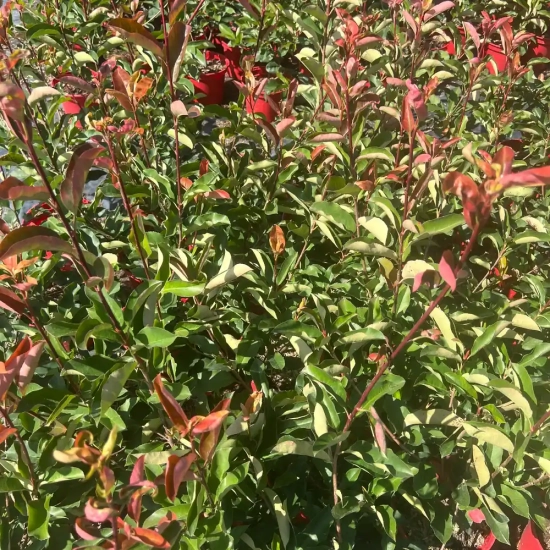Photinia 'Red select'
