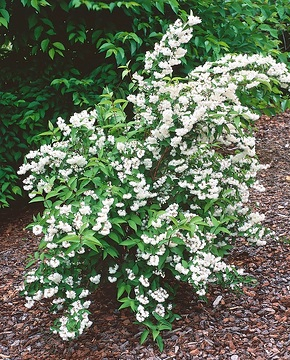 Deutzie 'Pride of rochester'