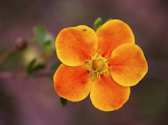 Potentille 'Hopley s orange'