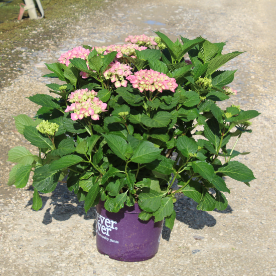Hortensia 'Forever and ever rose'