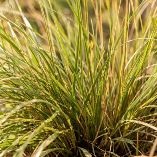 Eragrostis 'Pure love grass' (Eragrostis trichodes) — touffe dense de fines feuilles dressées · Photo d'illustration