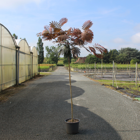 Arbre à soie 'Chocolat fountain'