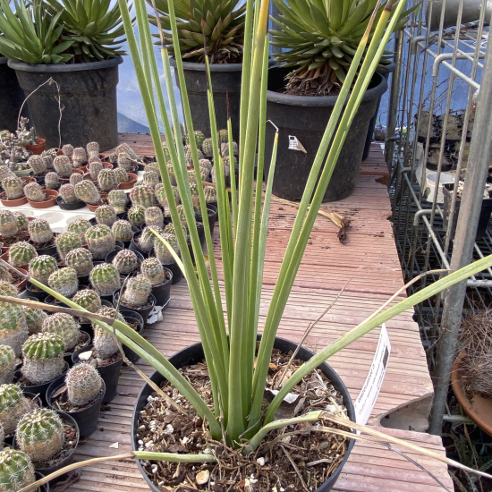 Agave à feuilles striées