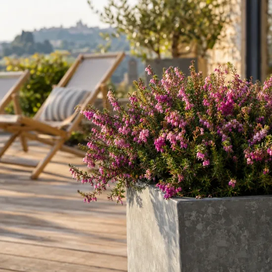 Bruyère 'Spring surprise' (Erica) — massif de petites fleurs roses sur terrasse · Photo d'illustration